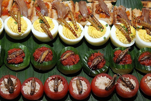 Insects as Food Amusing